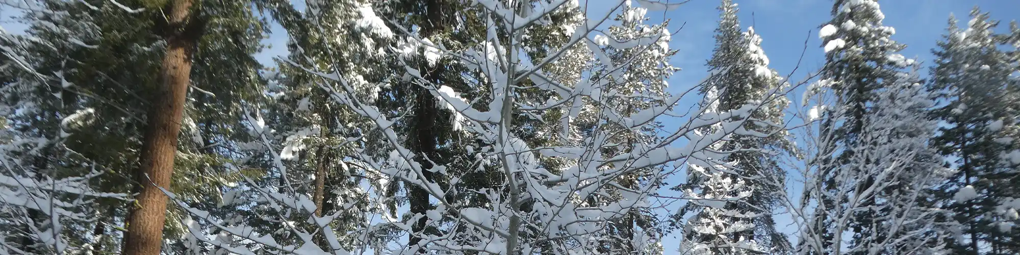 tress in the forest during winter